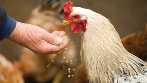 Investigaciones en bienestar animal en la Cumbre Avícola