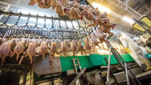 Cómo mejorar el aturdimiento en el procesamiento de pollos