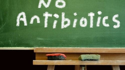 Sector avícola español redujo en 95% el uso de antibióticos