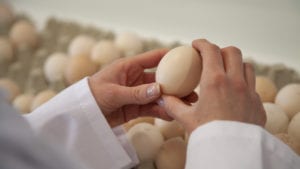 Disminución de peso del huevo: clave para desarrollo embrionario
