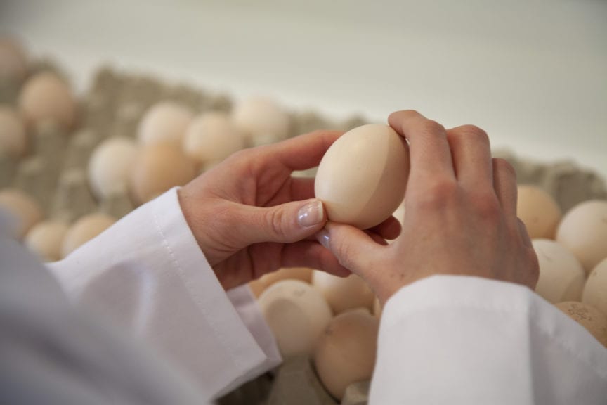 Disminución de peso del huevo: clave para desarrollo embrionario
