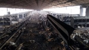Restricciones de circulación e incendios afectan avicultura argentina