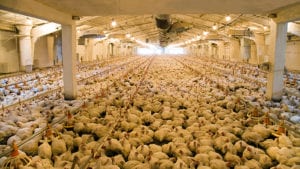 Monitoreo acústico alertaría por problemas de bienestar en pollos