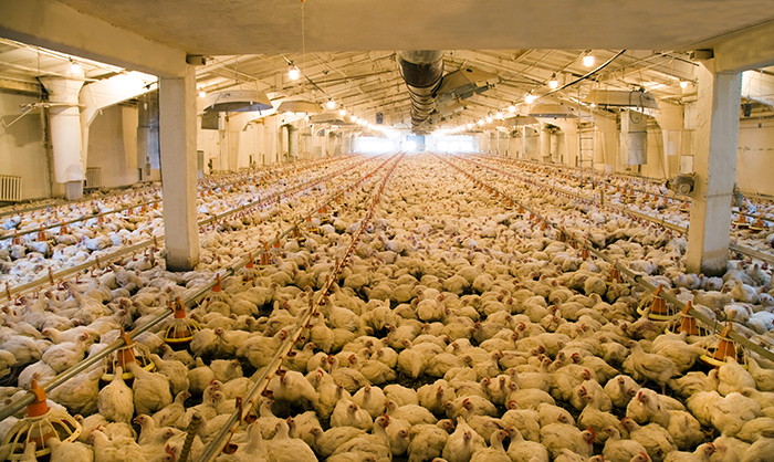 Monitoreo acústico alertaría por problemas de bienestar en pollos