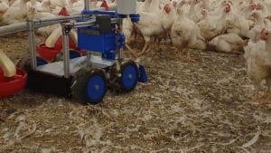 Industria avícola se acerca a las granjas conectadas con robots