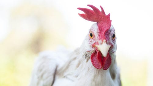 Análisis de plumas en crecimiento ayudaría con tratamientos avícolas
