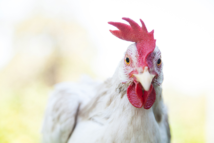 Análisis de plumas en crecimiento ayudaría con tratamientos avícolas