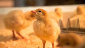 Agrifirm lanza Earlyfeed, marca para animales recién nacidos